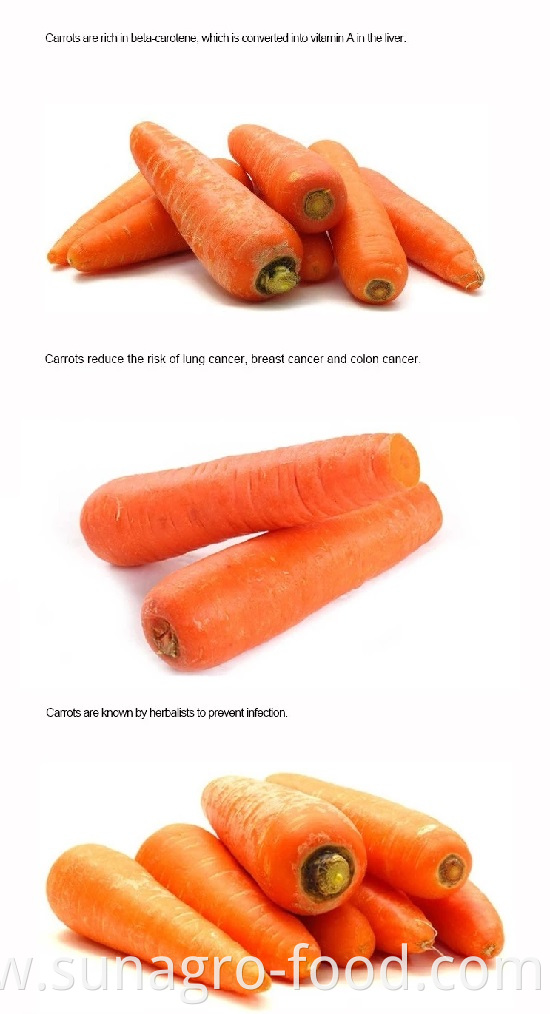 High Quality Carrot